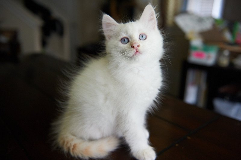 Male 1 (Arabesque F) Male Siberian Cat