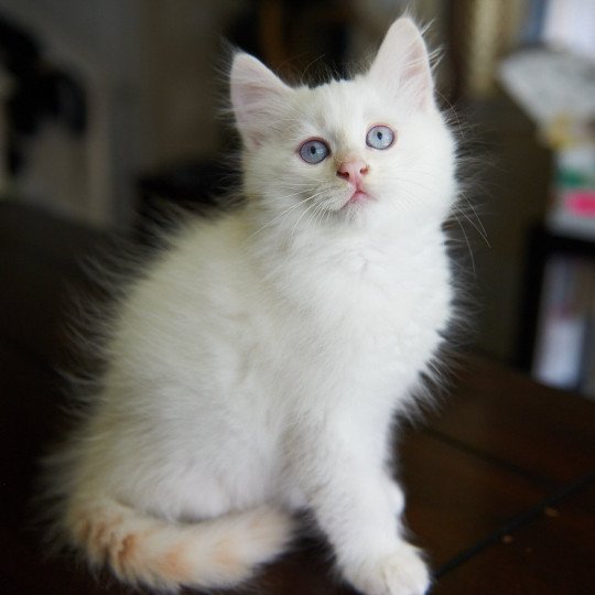 Male 1 (Arabesque F) Male Siberian Cat