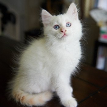 kitten Siberian Cat cream point Male 1 (Arabesque F) Spellbound Siberian Cats