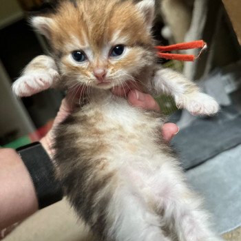 kitten Siberian Cat black white golden tabby Male 1 (aria I) Orange collar) Spellbound Siberian Cats