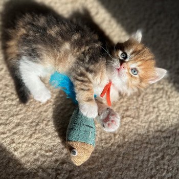 kitten Siberian Cat black white golden tabby Male 1 (aria I) Orange collar) Spellbound Siberian Cats