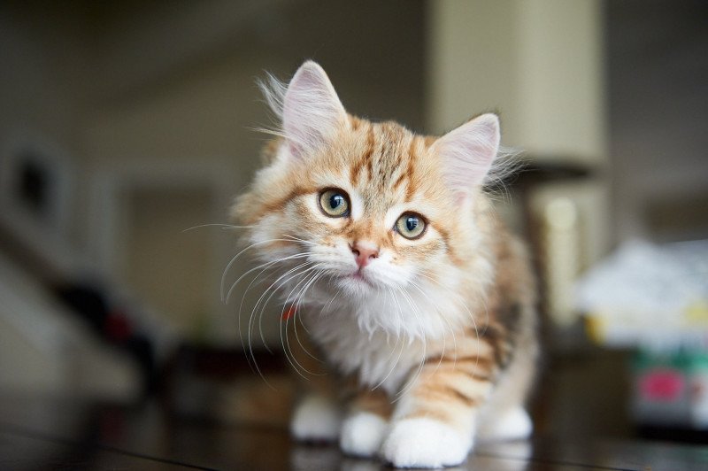 Aurum (Aria I) Orange collar Male Siberian Cat