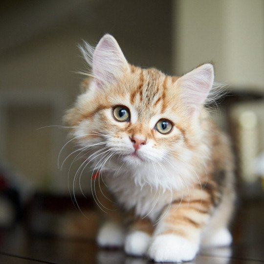 Aurum (Aria I) Orange collar Male Siberian Cat