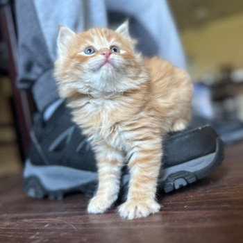 kitten Siberian Cat red tabby Male 1 (Nezabudka B) Spellbound Siberian Cats