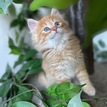 kitten Siberian Cat red tabby Male 1 (Nezabudka B) Spellbound Siberian Cats