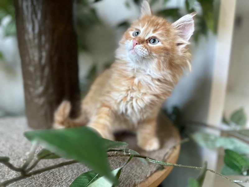 Prince (Male 1) (Nezabudka B) Male Siberian Cat