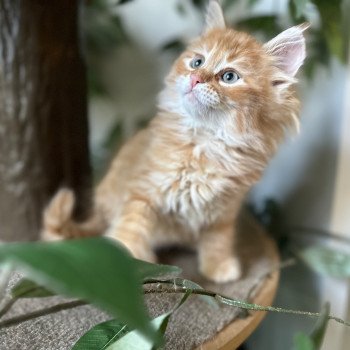 kitten Siberian Cat red tabby Male 1 (Nezabudka B) Spellbound Siberian Cats