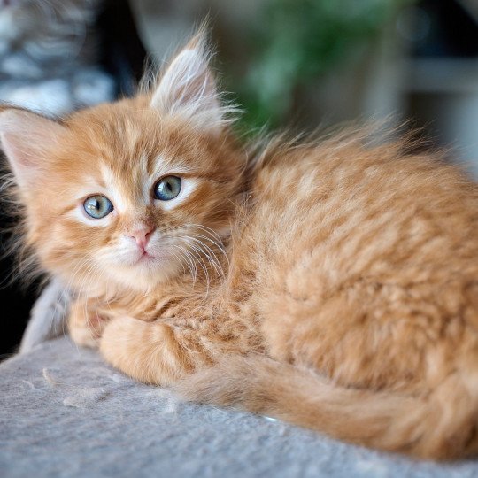 Male 1 (Nezabudka C) Male Siberian Cat