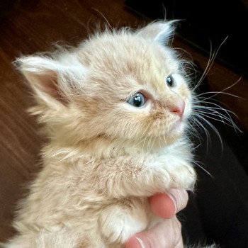 kitten Siberian Cat red Male 1 Spellbound Siberian Cats