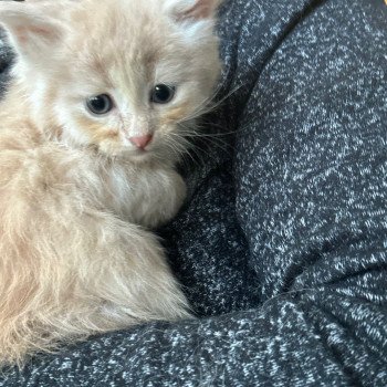 kitten Siberian Cat red Male 1 Spellbound Siberian Cats