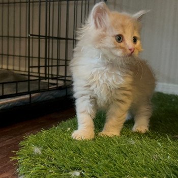 kitten Siberian Cat red Male 1 Spellbound Siberian Cats