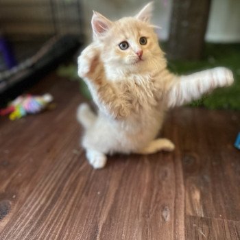 kitten Siberian Cat red Male 1 Spellbound Siberian Cats