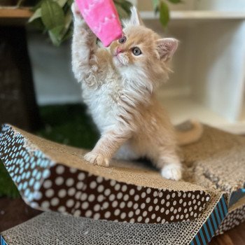 kitten Siberian Cat red Male 1 Spellbound Siberian Cats