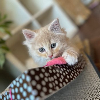 kitten Siberian Cat red Male 1 Spellbound Siberian Cats