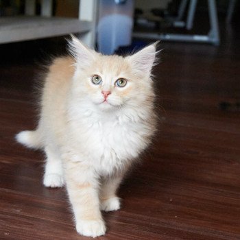 kitten Siberian Cat red Male 1 Spellbound Siberian Cats