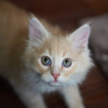 kitten Siberian Cat red Male 1 Spellbound Siberian Cats