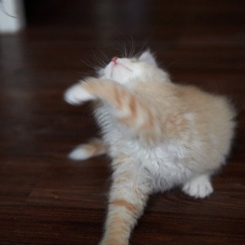 kitten Siberian Cat red Male 1 Spellbound Siberian Cats