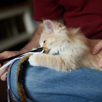 kitten Siberian Cat red Male 1 Spellbound Siberian Cats