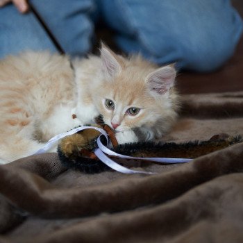 kitten Siberian Cat red Male 1 Spellbound Siberian Cats