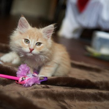 kitten Siberian Cat red Male 1 Spellbound Siberian Cats