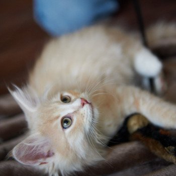 kitten Siberian Cat red Male 1 Spellbound Siberian Cats