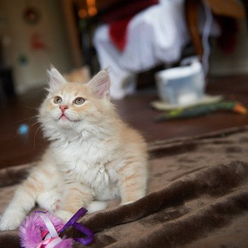 kitten Siberian Cat red Male 1 Spellbound Siberian Cats