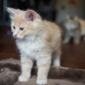 kitten Siberian Cat red Male 1 Spellbound Siberian Cats