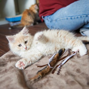 kitten Siberian Cat red Male 1 Spellbound Siberian Cats