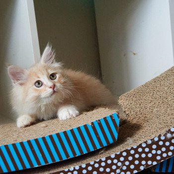 kitten Siberian Cat red Male 1 Spellbound Siberian Cats