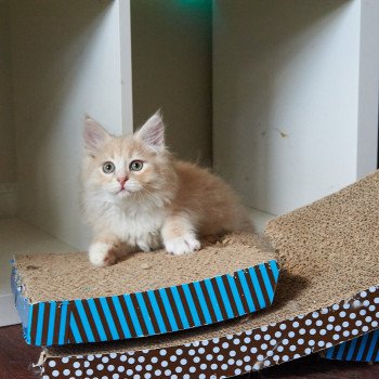 kitten Siberian Cat red Male 1 Spellbound Siberian Cats