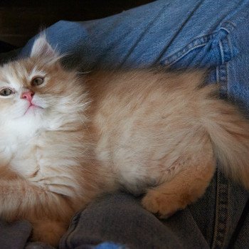 kitten Siberian Cat red Male 1 Spellbound Siberian Cats