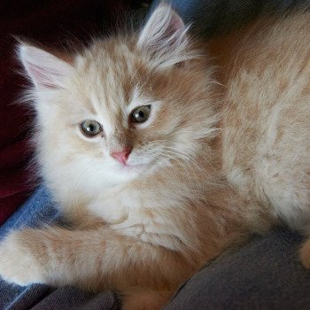 kitten Siberian Cat red Male 1 Spellbound Siberian Cats