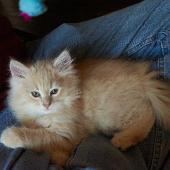 kitten Siberian Cat red Male 1 Spellbound Siberian Cats