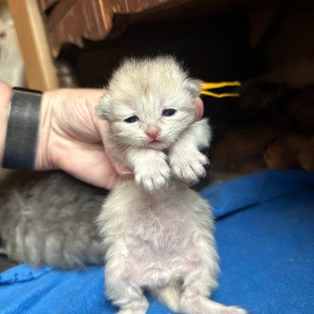 kitten Siberian Cat blue cream tabby Male 2 (Lirra A) yellow collar Spellbound Siberian Cats