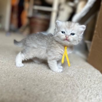 kitten Siberian Cat blue cream tabby Male 2 (Lirra A) yellow collar Spellbound Siberian Cats