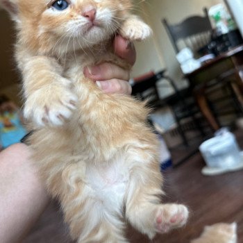 kitten Siberian Cat red tabby Male 2 (Nezabudka B) Spellbound Siberian Cats