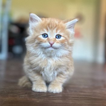 kitten Siberian Cat red tabby Male 2 (Nezabudka B) Spellbound Siberian Cats