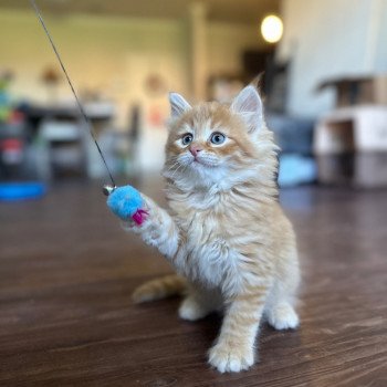 kitten Siberian Cat red tabby Male 2 (Nezabudka B) Spellbound Siberian Cats