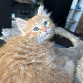 kitten Siberian Cat red tabby Male 2 (Nezabudka B) Spellbound Siberian Cats