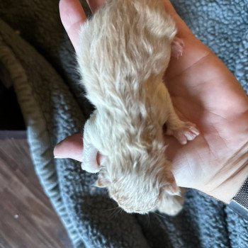 kitten Siberian Cat red tabby Male 2 (Nezabudka C) Spellbound Siberian Cats