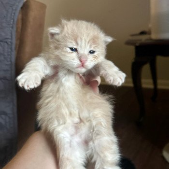 kitten Siberian Cat red tabby Male 2 (Nezabudka C) Spellbound Siberian Cats