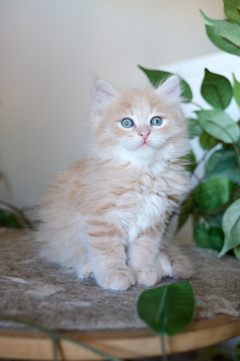 Male 2 (Nezabudka C) Male Siberian Cat