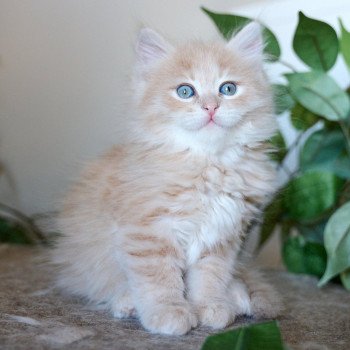 kitten Siberian Cat red tabby Male 2 (Nezabudka C) Spellbound Siberian Cats