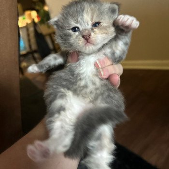 kitten Siberian Cat silver tabby Female 2 (Nezabudka C) Spellbound Siberian Cats