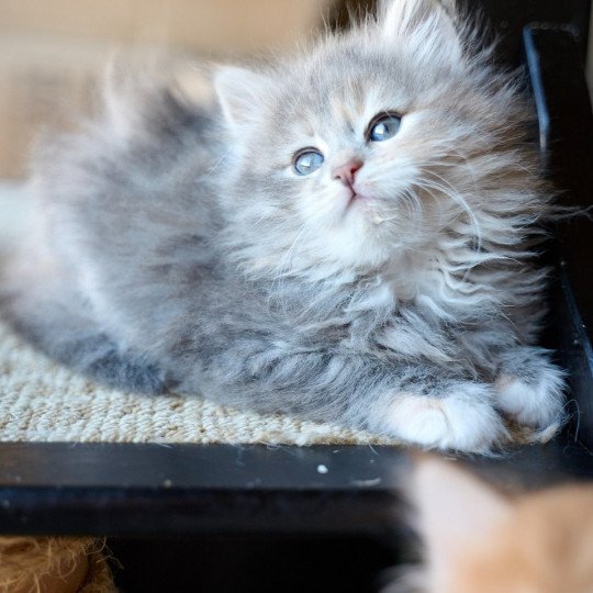 Female 2 (Nezabudka C) Female Siberian Cat