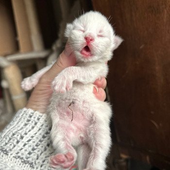 kitten Siberian Cat blue point Male 2 Spellbound Siberian Cats