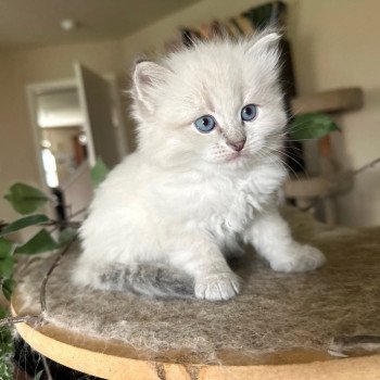 kitten Siberian Cat blue point Male 2 Spellbound Siberian Cats