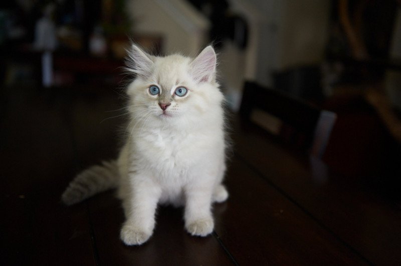 Marlowe (Arabesque F) Male Siberian Cat