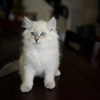 kitten Siberian Cat blue point Male 2 (Arabesque F) Spellbound Siberian Cats