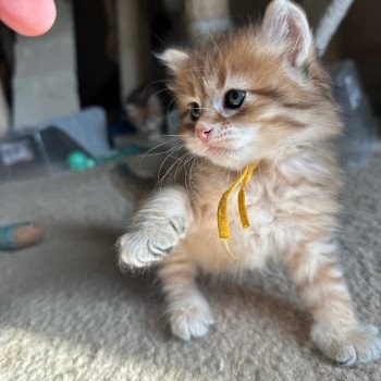 kitten Siberian Cat black white golden tabby Male 3 (aria I) Yellow Collar Spellbound Siberian Cats